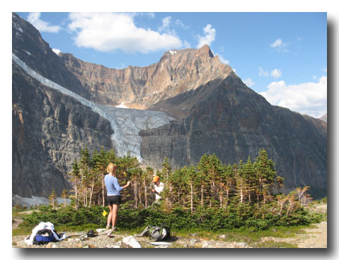 Jasper Tree Islands