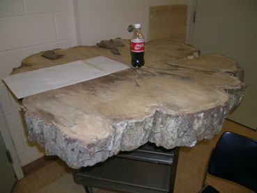 PEI oak